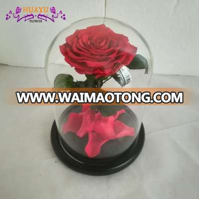 Real natural Preserved Roses with Fallen Petals in Glass Cloche Dome with Black Wood Base-Best Gift Jar