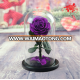 Luxury rose A grade large size preserved rose 10cm in big long glass dome