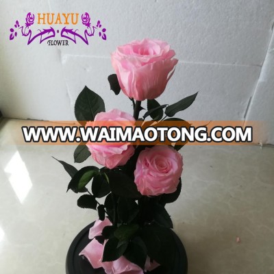 High quality, low price preserved roses in glass dome as home decoration wholesales